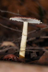 Stropharia formosa