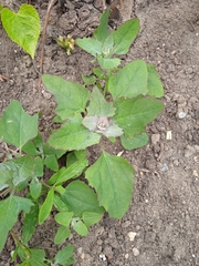 Chenopodium album