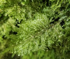 Homaliodendron flabellatum