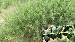 Caragana microphylla