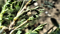 Caragana microphylla