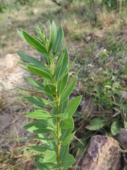 Searsia pondoensis image