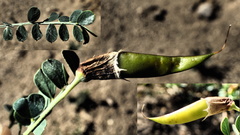 Caragana microphylla