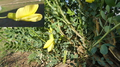 Caragana microphylla