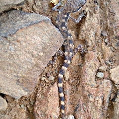 Tropiocolotes algericus