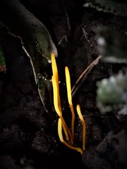Clavaria tenuipes