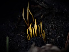 Clavaria tenuipes