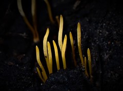 Clavaria tenuipes