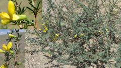 Caragana spinosa
