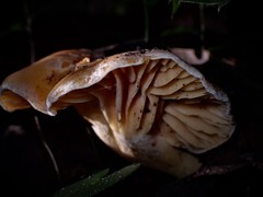 Cantharellus concinnus