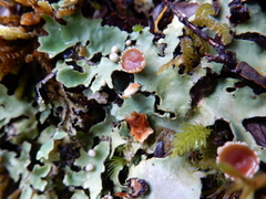 Pseudocyphellaria homoeophylla