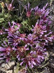 Thymus longiflorus