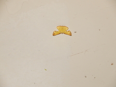 Corymica arnearia