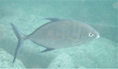 Ferdauia orthogrammus