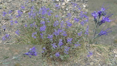 Caryopteris mongholica