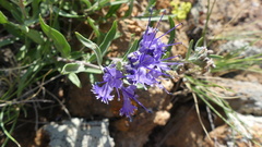 Caryopteris mongholica