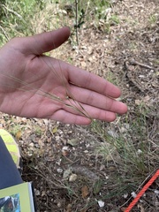Stipa juncea