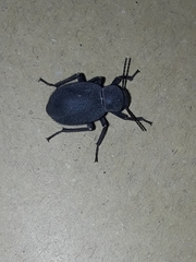 Pachyscelis rotundata