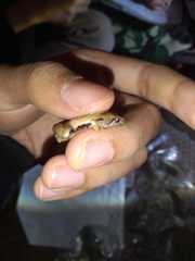 Chalcorana chalconota