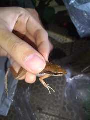 Chalcorana chalconota