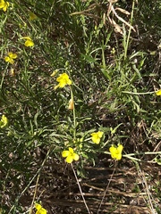 Diplotaxis tenuifolia