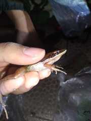 Chalcorana chalconota