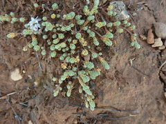 Kelleria paludosa