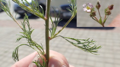 Chamaerhodos erecta erecta