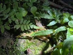 Chalcorana chalconota