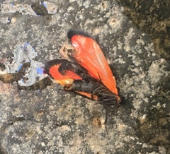 Lycomorpha regulus