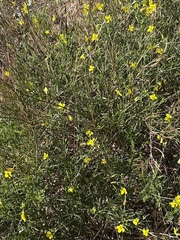 Diplotaxis tenuifolia