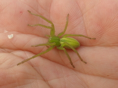 Micrommata virescens
