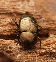 Adelium abbreviatum