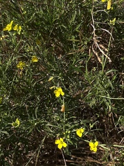 Diplotaxis tenuifolia