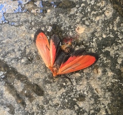 Lycomorpha regulus