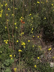 Diplotaxis tenuifolia