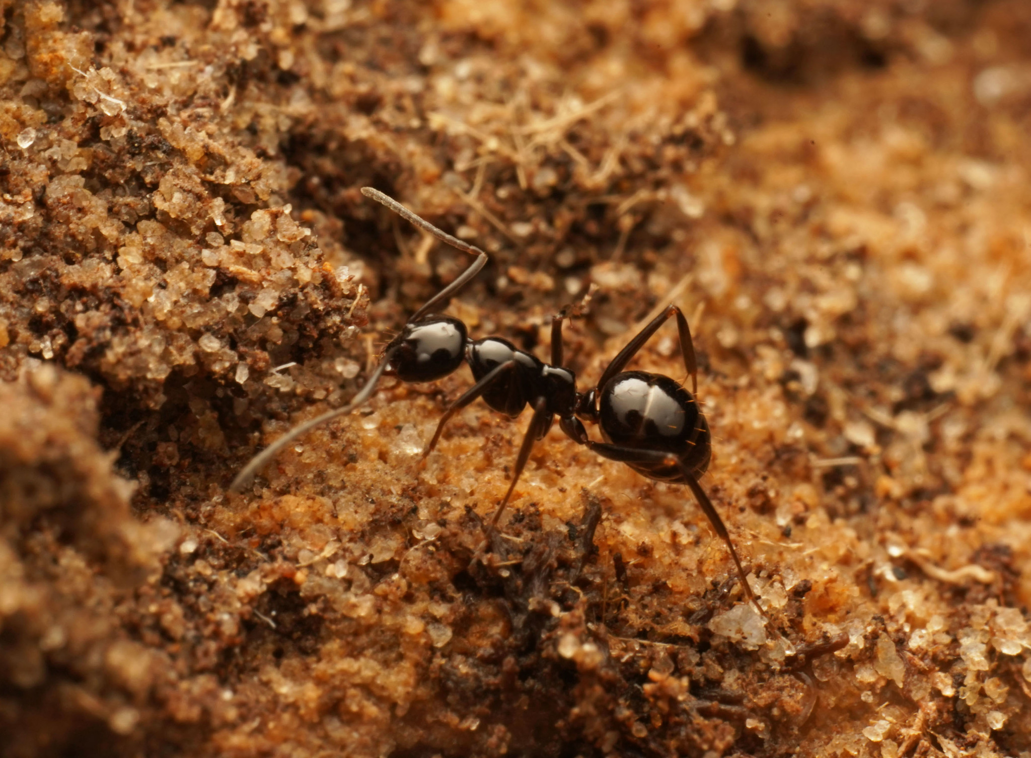 Prolasius nitidissimus