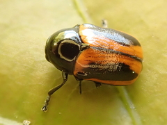 Cryptocephalus bipunctatus