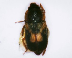Nitidula flavomaculata