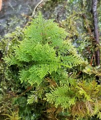 Thuidium cymbifolium