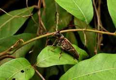 Philus antennatus