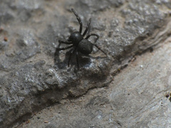 Stiphropus affinis