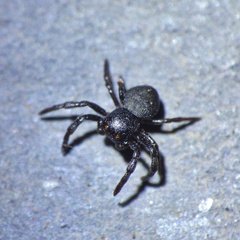 Stiphropus affinis