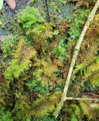 Thuidium cymbifolium