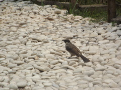 Pycnonotus aurigaster