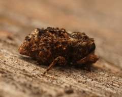 Exithius musculus