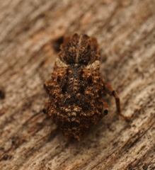 Exithius musculus