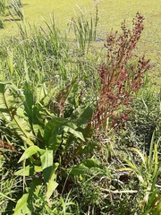 Rumex hydrolapathum