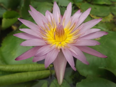 Nymphaea