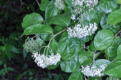Viburnum villosum